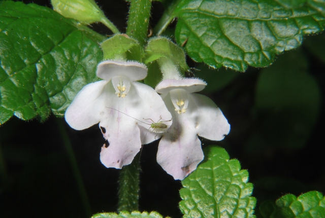 Melittis melissophyllum